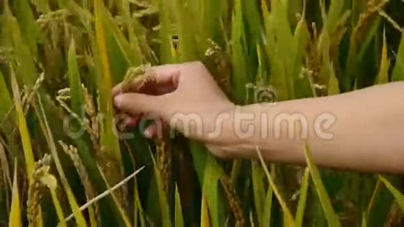手刷亚洲金稻稻田的头检查水稻是否丰满视频的预览图