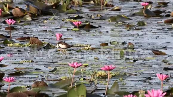 美丽的野鸟雉尾Jacana视频的预览图