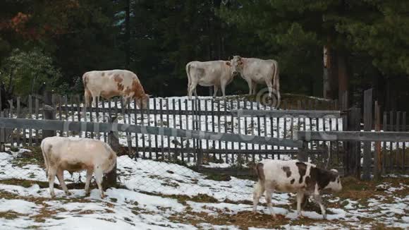 冬天在村子里放牛视频的预览图