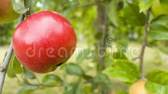 有红苹果的树视频的预览图
