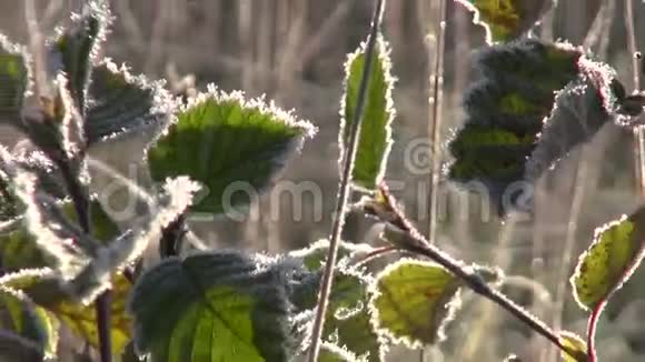 秋天草地上的霜冻植物视频的预览图