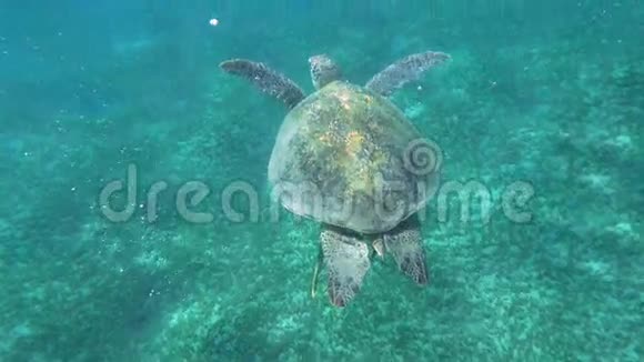 大海龟在清澈的碧水中游泳视频的预览图