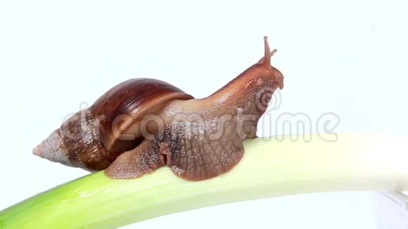 勃艮第蜗牛吃洋葱视频的预览图