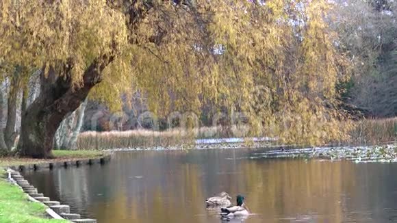 雄性和雌性野鸭在池塘里游泳视频的预览图