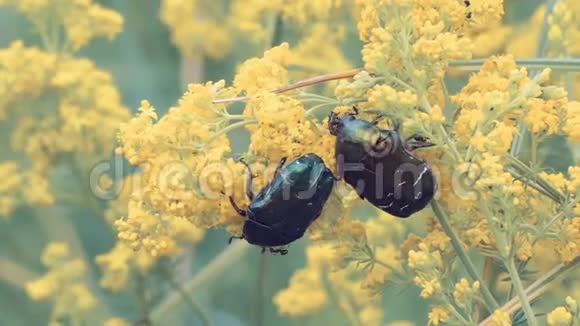 巨大的闪亮的绿色甲虫视频的预览图