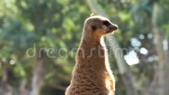 西班牙巴伦西亚市动物园里的动物猫鼬视频的预览图