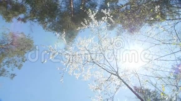 一个盛开的白梅树树冠的低角度视角视频的预览图