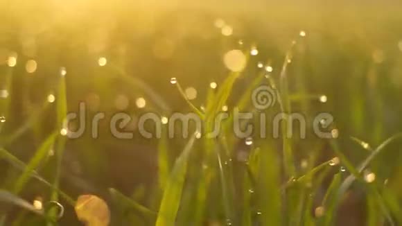 日出时有露水的鲜草视频的预览图