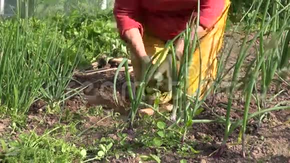 在菜园里用锄头把女用杂草的洋葱床放大视频的预览图