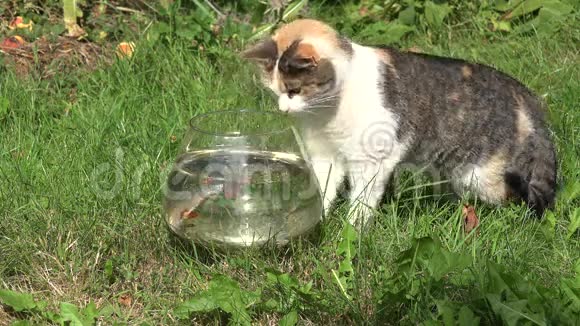 猫捉鱼打乱了玻璃水族馆和水流出来特写镜头4K视频的预览图