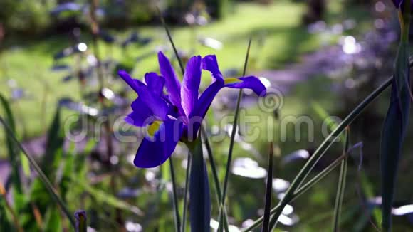 春天的蓝色鸢尾花和蚂蚁鸢尾科是一个植物科以其名字从伊里斯视频的预览图