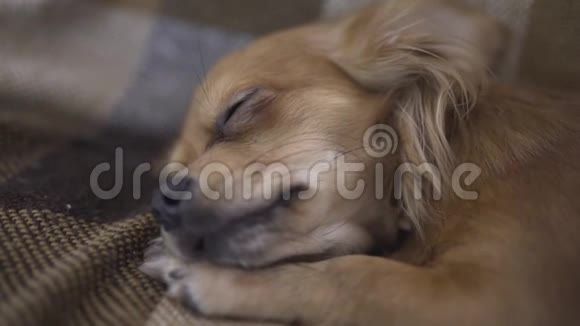 可爱的搞笑狗吉娃娃睡在格子呢上视频的预览图