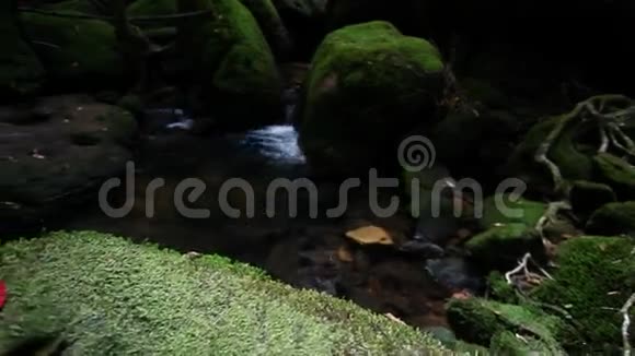 丛林中的瀑布视频的预览图