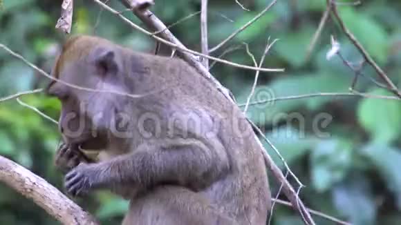 野生的长尾猕猴视频的预览图