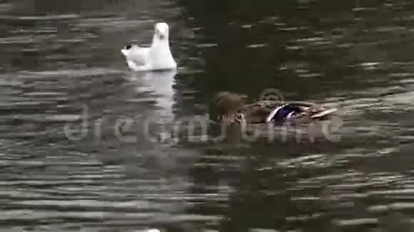 雌性马拉德鸭和海鸥游泳视频的预览图