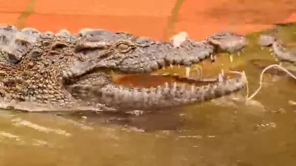 鳄鱼从鱼竿上捕捉到一块肉视频的预览图