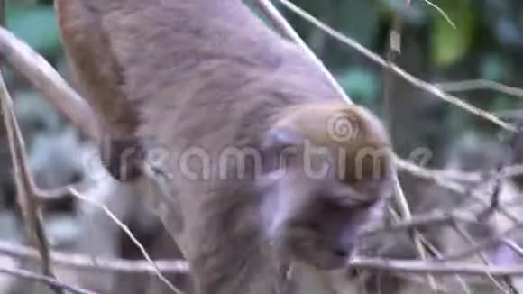 野生的长尾猕猴视频的预览图