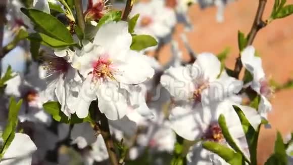 杏仁在春天开花视频的预览图