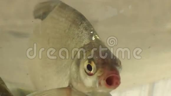 碗里的鱼鱼是指有机体旁系的任何成员视频的预览图