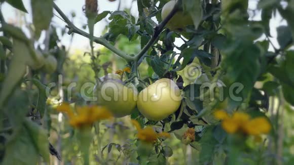 日落时番茄花坛带支撑杆的黄色西红柿视频的预览图