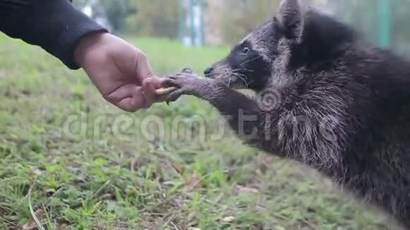 可爱的浣熊吃手里的饼干视频的预览图
