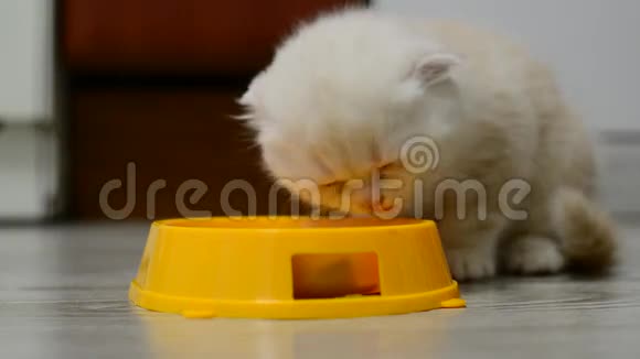 小鸽子吃碗里的食物视频的预览图