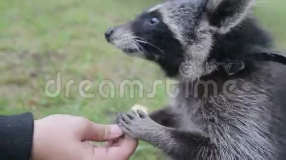 可爱的浣熊吃手里的饼干视频的预览图