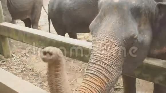 女游客用香蕉喂大象视频的预览图