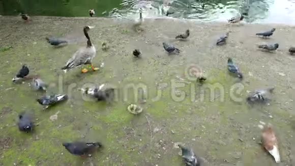 肯辛顿花园的鸟和水鸭视频的预览图