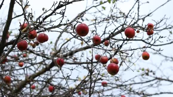 未采摘的红苹果在树枝上视频的预览图