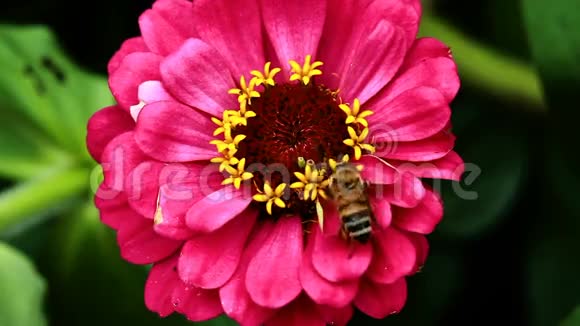红花蜂采粉特写视频的预览图