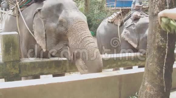 女游客用香蕉喂大象视频的预览图