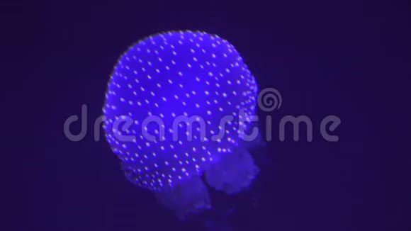 水母的海洋生物视频的预览图