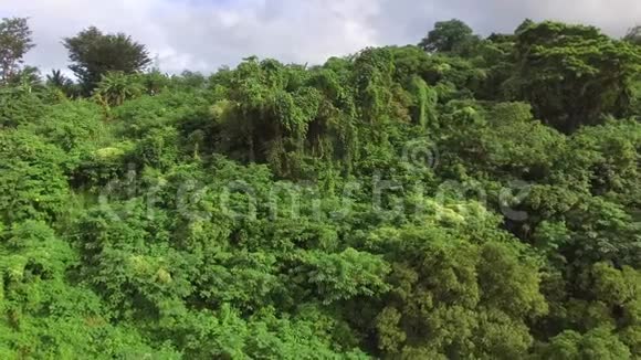 山地热带雨林中充满了生长完整的树木空中打击视频的预览图