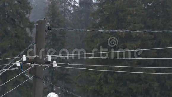 雨天森林里的电线杆视频的预览图
