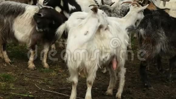 农场上的滑稽山羊牧场上的山羊野生动物和生态视频的预览图