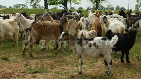 农场上的滑稽山羊牧场上的山羊野生动物和生态视频的预览图