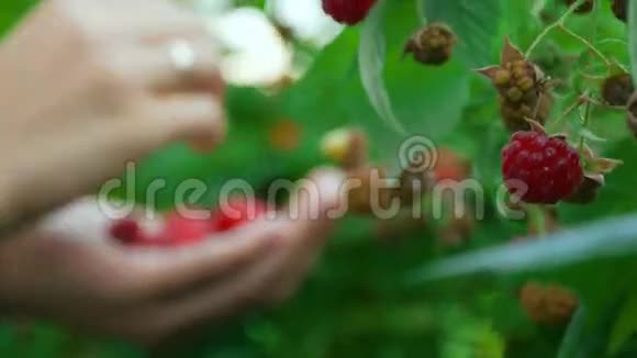 在农场收获树莓视频的预览图