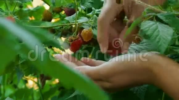 在农场收获树莓视频的预览图