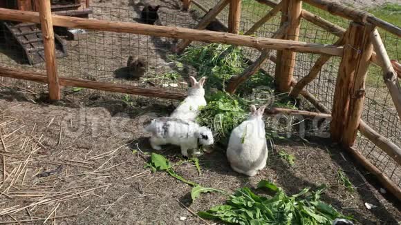 兔子吃青草视频的预览图