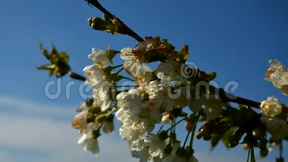 春天樱花盛开的樱花树上开着白花樱桃树上一束樱花和绿叶视频的预览图