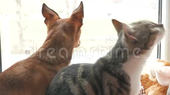 猫和狗在家玩一起坐在窗前4KUHD视频的预览图