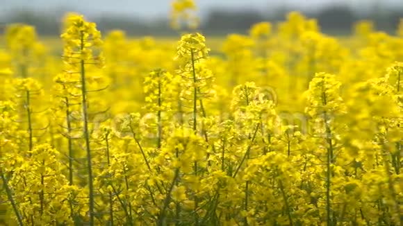 田野里美丽的黄色油籽花视频的预览图