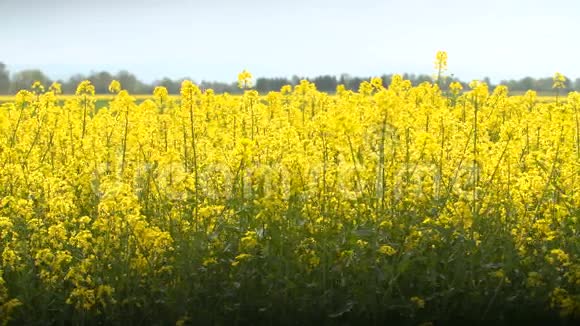 田野里美丽的黄色油籽花视频的预览图