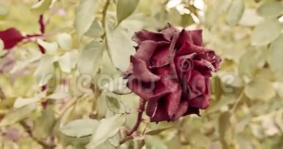 美丽的深红玫瑰在花园里选择性的焦点复古的颜色垂死的植物在秋天悲伤的秋天的心情视频的预览图