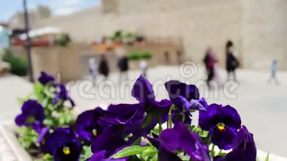 阿塞拜疆巴库街道花坛中蓝色矮牵牛的美丽花朵视频的预览图