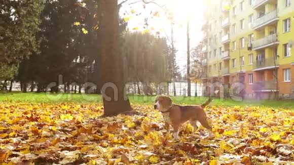 秋天公园里一只年轻的雌性小狗在玩小猎犬视频的预览图