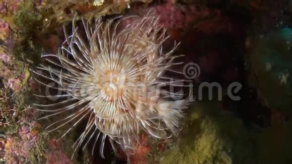 海洋珊瑚中的管虫视频的预览图
