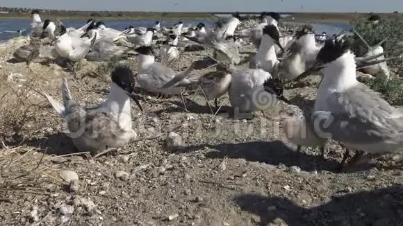 沙岛上的一群燕鸥看护鸟的喧闹和哭泣提利格尔斯基河口视频的预览图