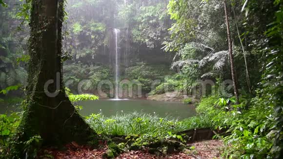 婆罗洲雨林雨天瀑布视频的预览图